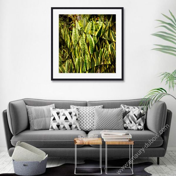 Photographie d'art "Agave"