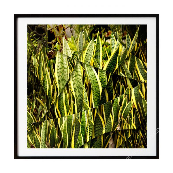 Art photography "Agave"