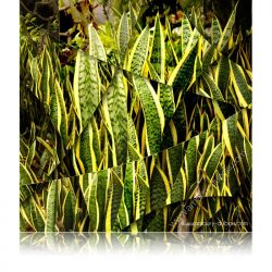 Photographie d'art "Agave"
