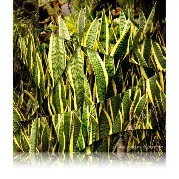 Photographie d'art "Agave"